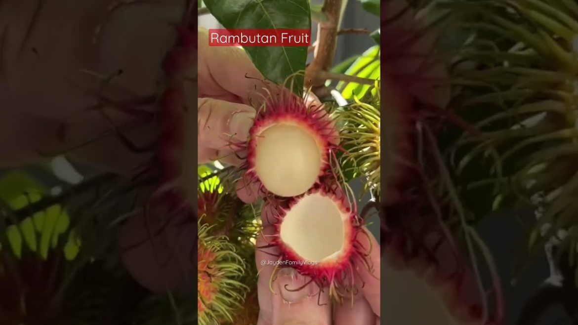 Rambutan Fruit 😱🤤 #shorts #fruit #satisfying #fruitcutting #food #oddlysatisfying #short Rambutan Fruit 😱🤤 #shorts #fruit #satisfying #fruitcutting #food #oddlysatisfying #short