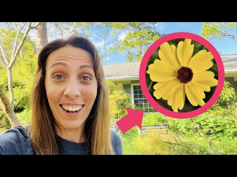 Florida Plants: For Beginners and Beyond! Florida Plants: For Beginners and Beyond!