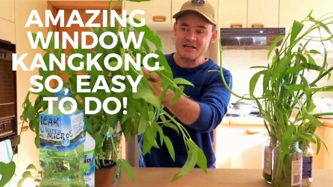 Window Kangkong Container Garden Plus The Big Banana Window Kangkong Container Garden Plus The Big Banana