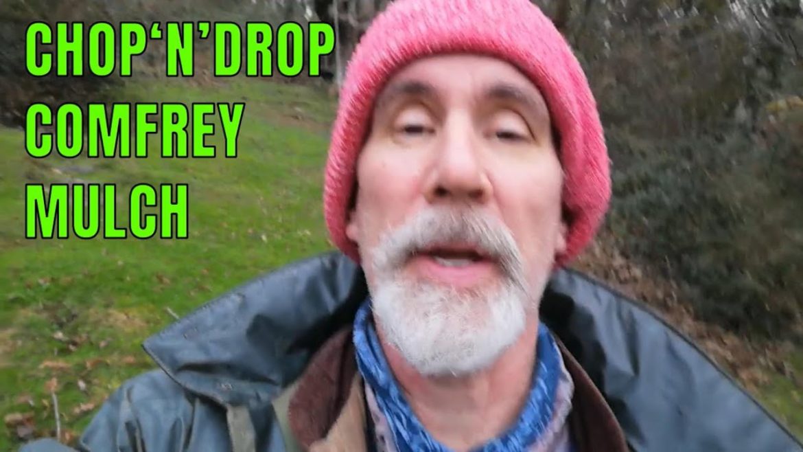 Quick‘n’Easy Chop‘n’Drop Comfrey mulch