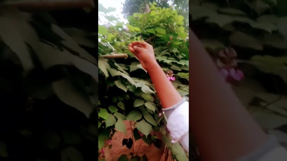 #viral #vegetables #funnyvideo