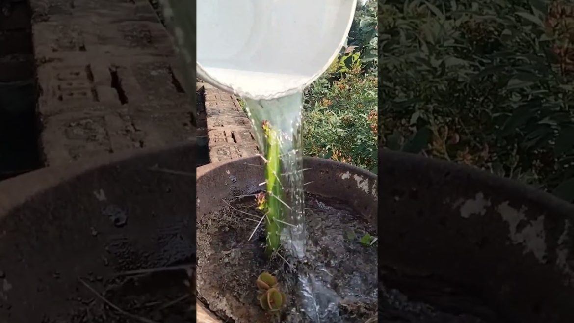Plantation||Gardening 🌵 Plantation||Gardening 🌵