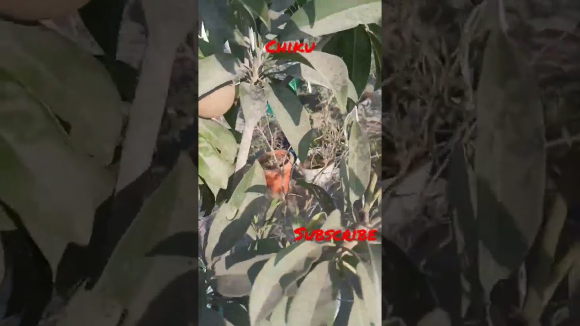 Chiku# sapota# terrace garden 🏡#container #growing #flowermaking #fruit#short