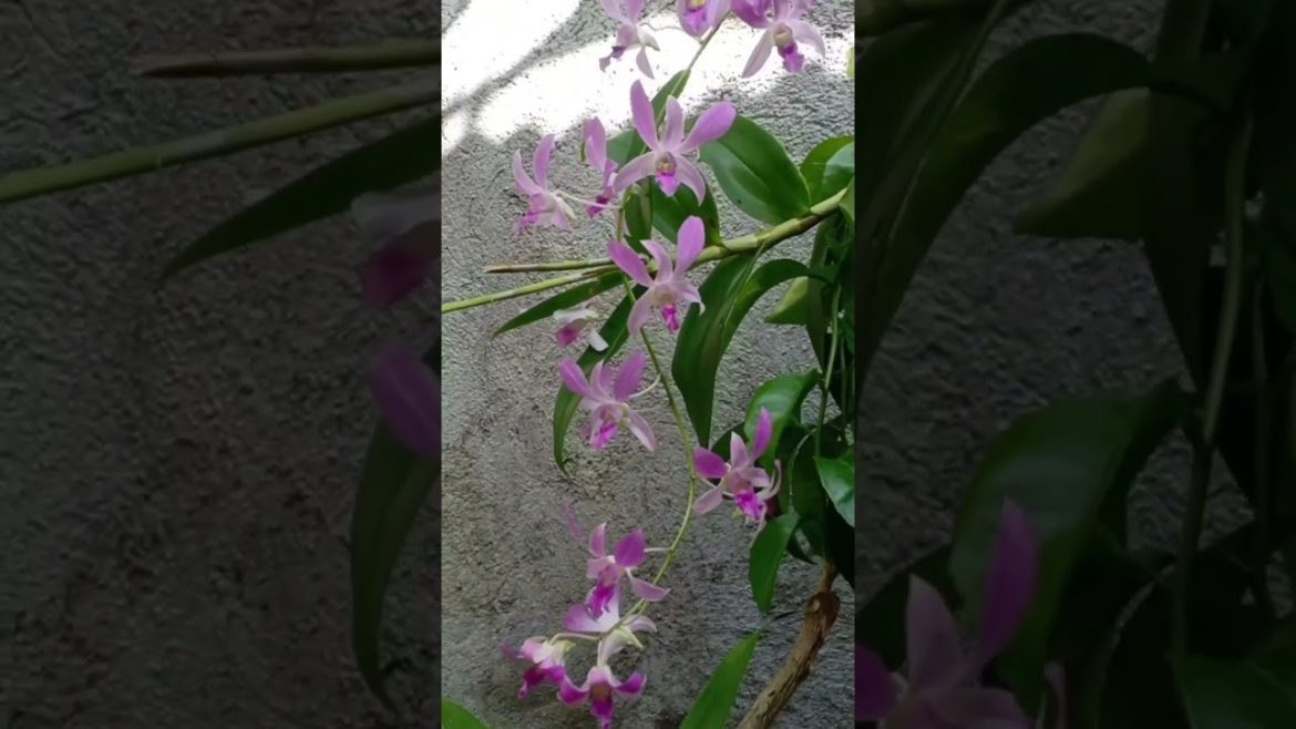Orchids Family So Beautiful Part 2 π―πβ¨ππ Orchids Family So Beautiful Part 2 π―πβ¨ππ