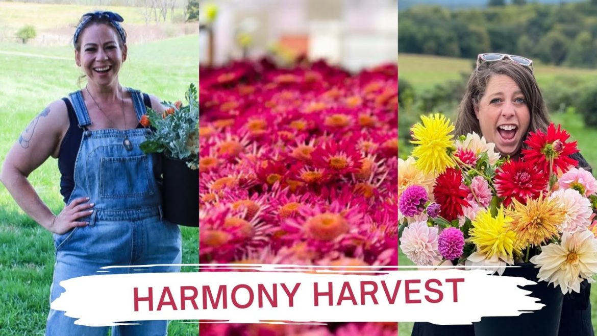 Mums the word and so much more at Harmony Harvest