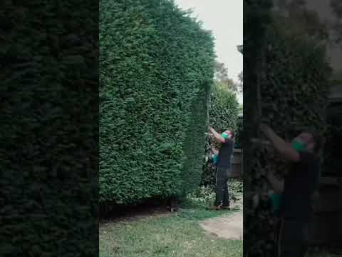 Relaxing and satisfying landscaping hedge trimming Relaxing and satisfying landscaping hedge trimming