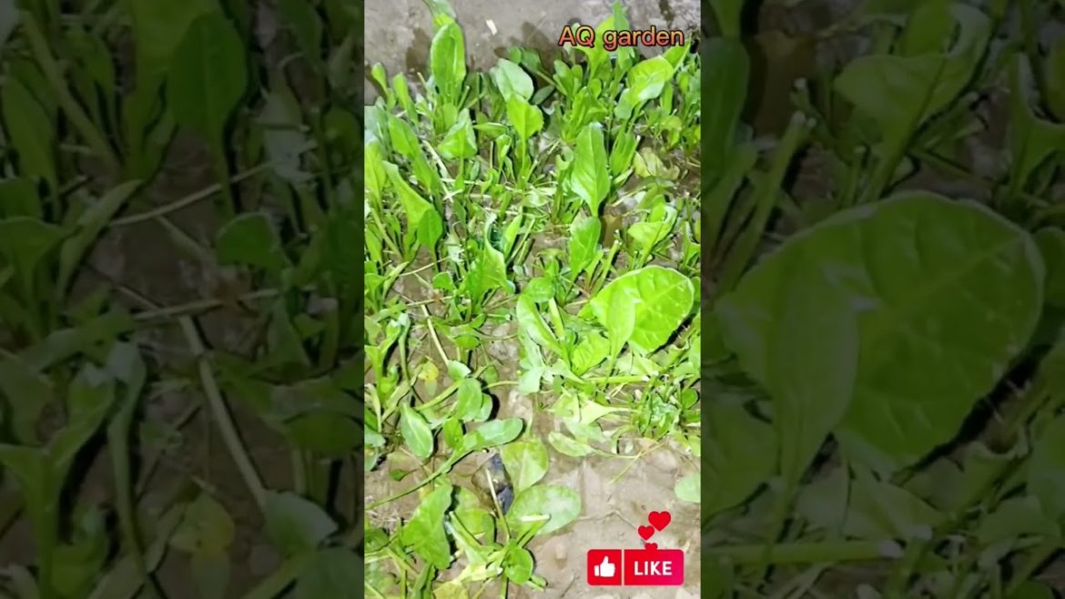 Spinach Growth update #gardening #shprts #youtubeshorts Spinach Growth update #gardening #shprts #youtubeshorts