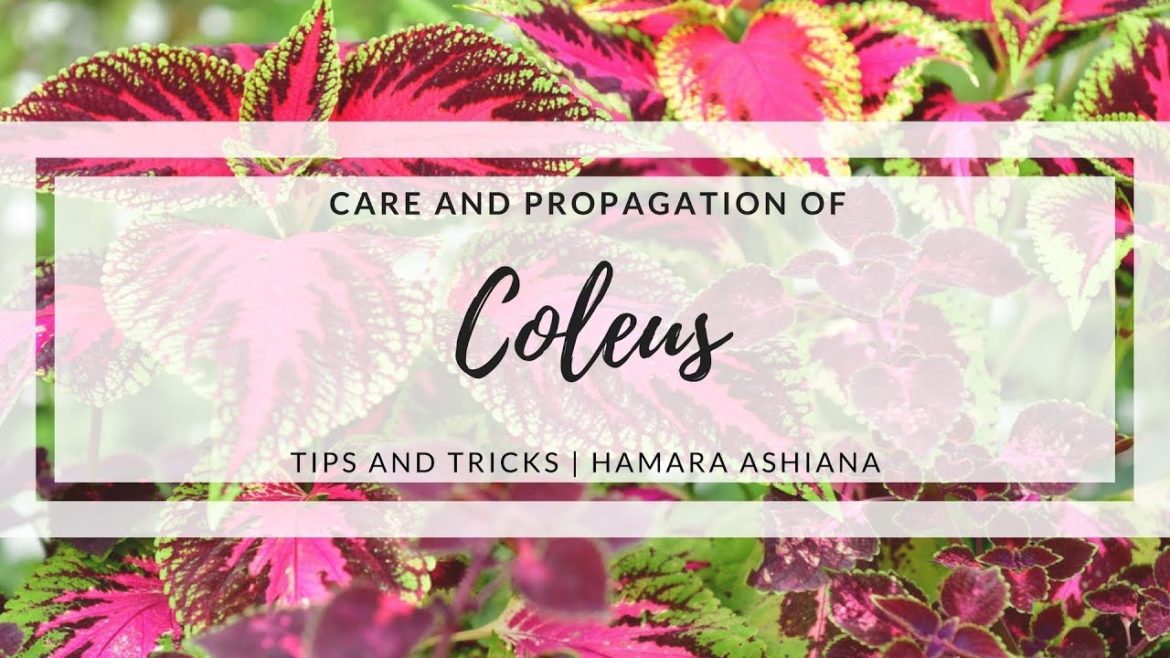 How To Take Care of Coleus Plant | Hamara Ashiana | Gardening Tips and Tricks