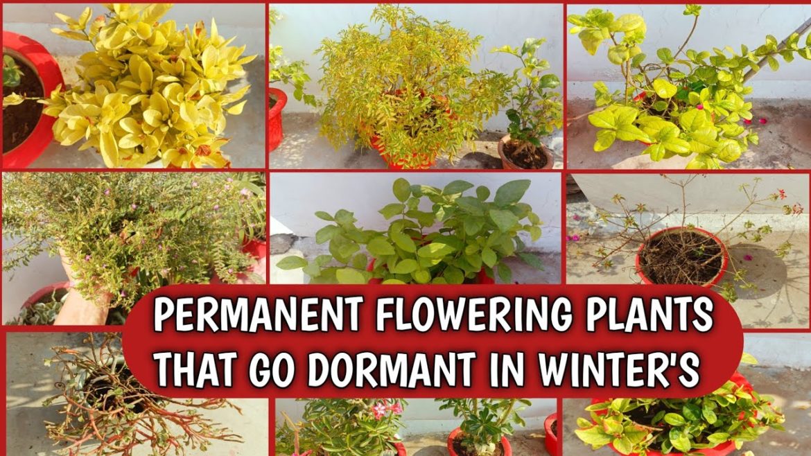 TOP 12 PERMANENT FLOWERING PLANTS THAT GO DORMANT IN WINTER'S | GARDENING TIPS FOR DORMANT PLANTS TOP 12 PERMANENT FLOWERING PLANTS THAT GO DORMANT IN WINTER'S | GARDENING TIPS FOR DORMANT PLANTS
