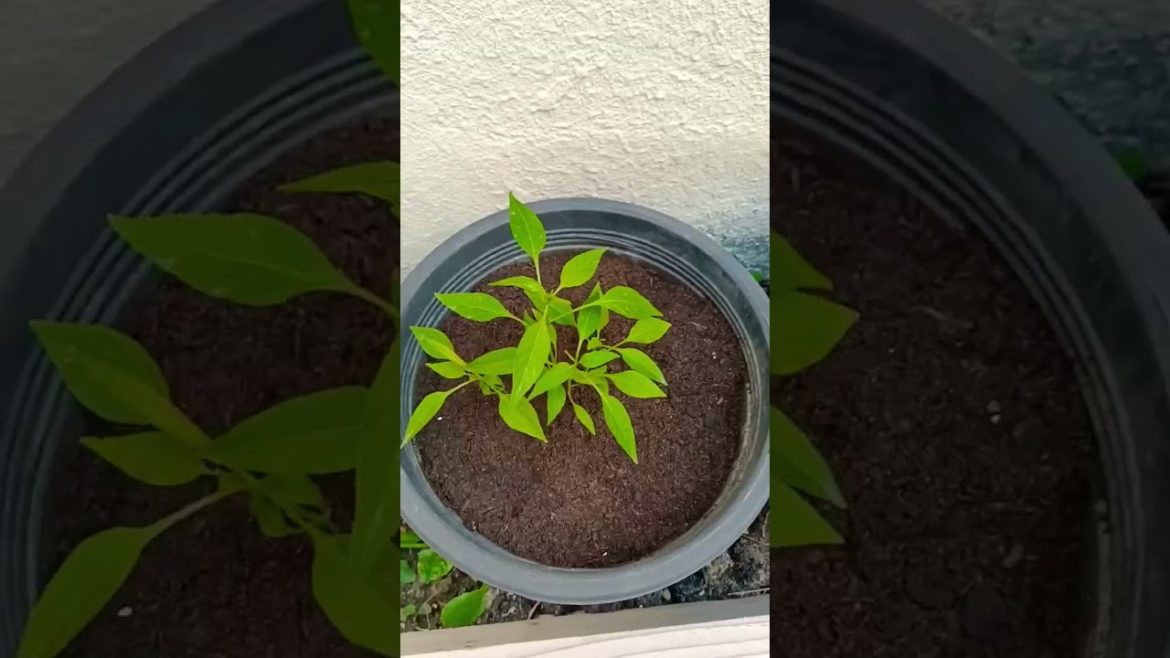 (Backyard Garden)Identify the Vegetables if you know and let me know in comment