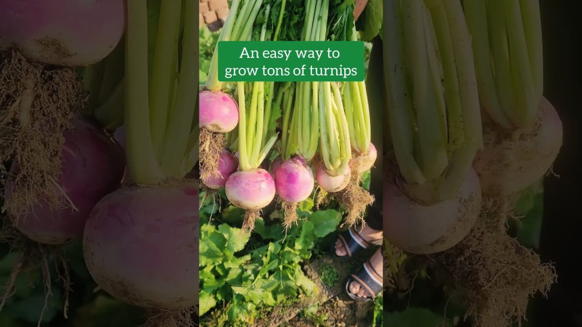 Growing A Lot Of Turnips Directly From Seeds #SHORTS