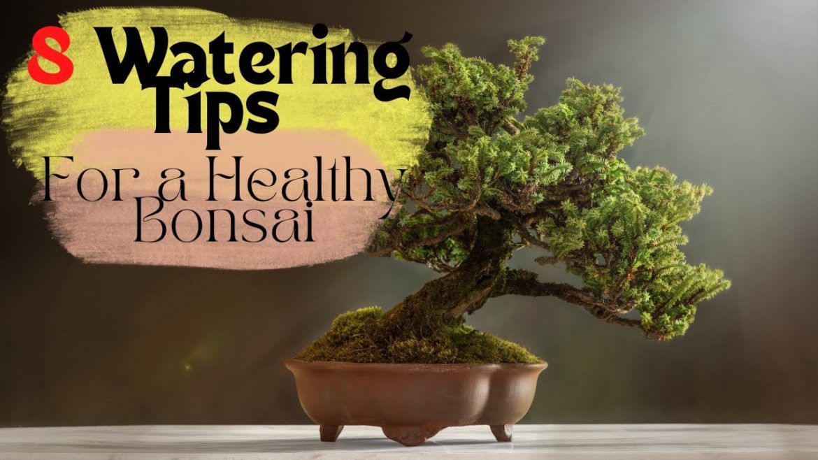 8 Watering Tips For a Healthy Bonsai 8 Watering Tips For a Healthy Bonsai