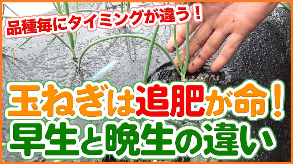家庭菜園や農園の玉ねぎ栽培は追肥が命!早生と晩生で異なる追肥方法や玉ねぎの育て方を徹底解説!/Tips for fertilizing onions from a Japanese farmer. 家庭菜園や農園の玉ねぎ栽培は追肥が命!早生と晩生で異なる追肥方法や玉ねぎの育て方を徹底解説!/Tips for fertilizing onions from a Japanese farmer.
