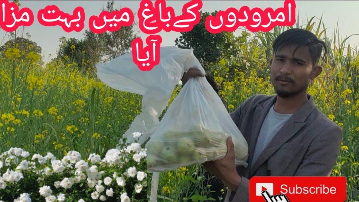 villa mondaa vlog.. episode 3(visit to beautiful gardan)enojoy.to gardan vary amzing vlog..😘🥰 villa mondaa vlog.. episode 3(visit to beautiful gardan)enojoy.to gardan vary amzing vlog..😘🥰