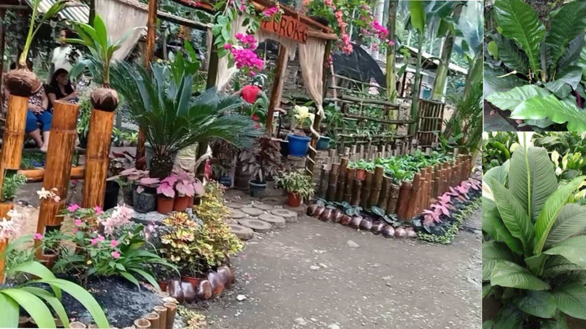 GARDEN CONTEST BEAUTIFUL GARDEN IDEAS PLANTS TOUR