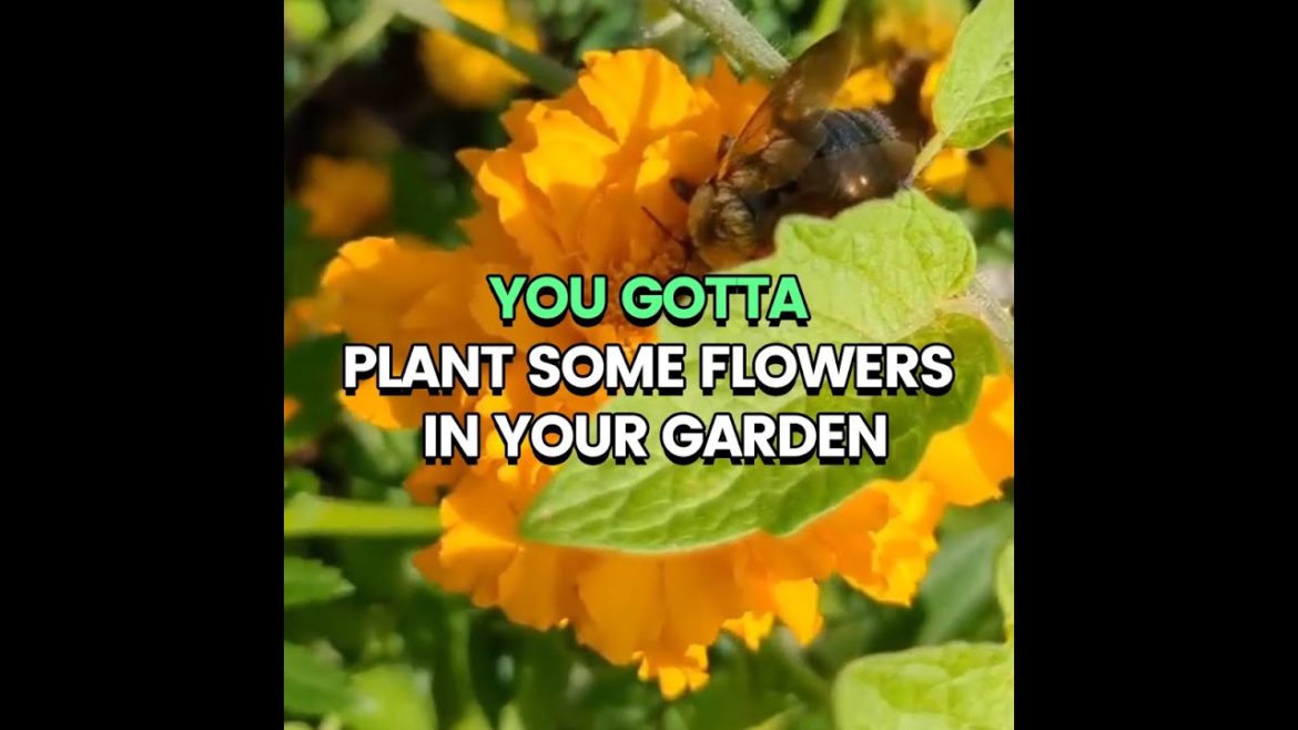 You gotta plant some flowers in your garden.#Ollegardens