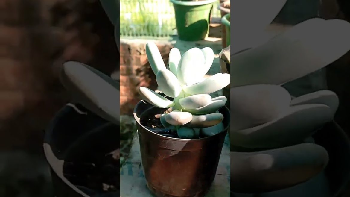 garden beauty plans || garden beauty flowers