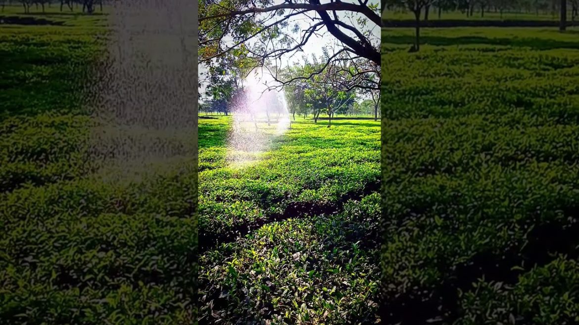 Water Supply at tea garden #shorts #trending #shortsvideo #viral #viralvideo #reels #viralshorts