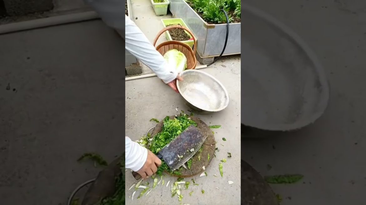 Beautiful Nature with Rural Life #shorts #naturalife #rurallife