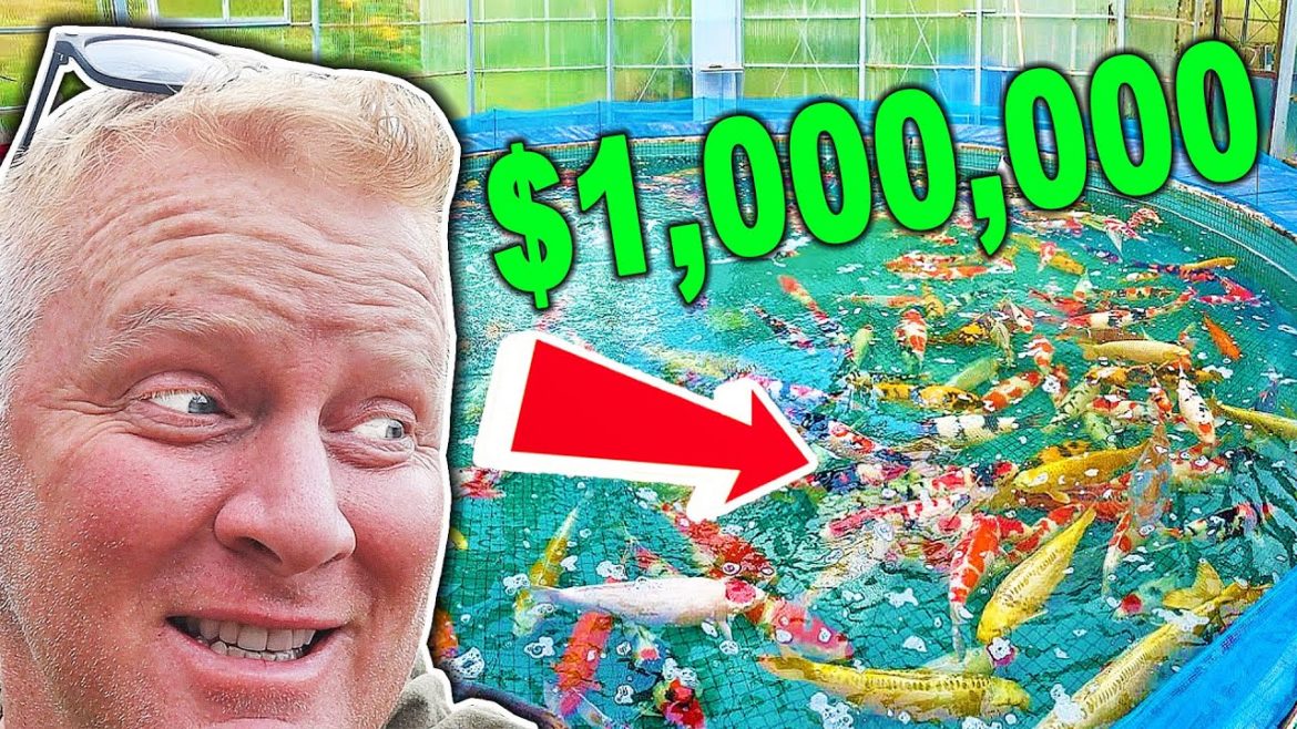 Seeing The MOST FAMOUS Koi Pond In Japan!! Seeing The MOST FAMOUS Koi Pond In Japan!!