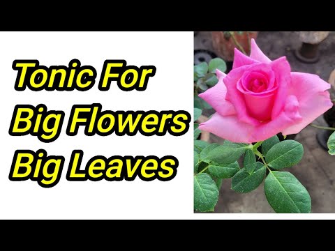COMPULSORY TONIC FOR ROSE/HIBUSCUS IN DECEMBER/JANUARY Garden up Healthy Plants COMPULSORY TONIC FOR ROSE/HIBUSCUS IN DECEMBER/JANUARY Garden up Healthy Plants