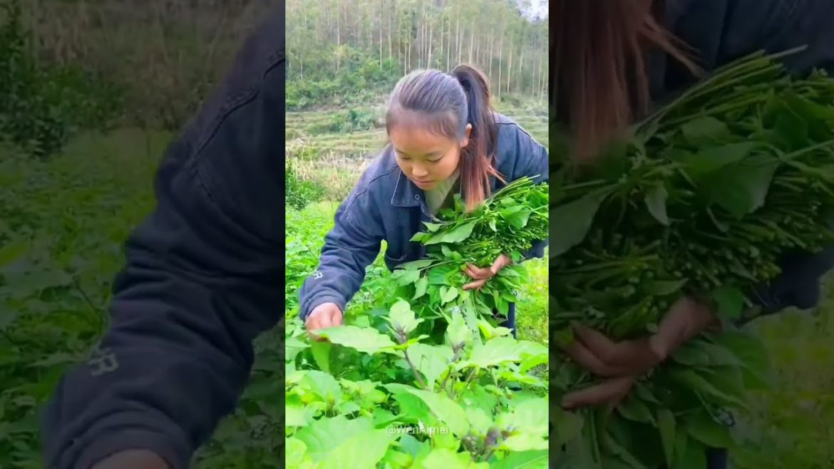 Beautiful Nature with Rural Life #shorts #naturalife #rurallife