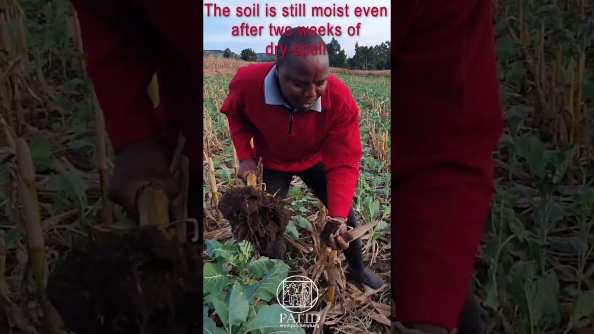 Kales growing WITHOUT IRRIGATION? You won't believe this!!!👉 👉👉🎦