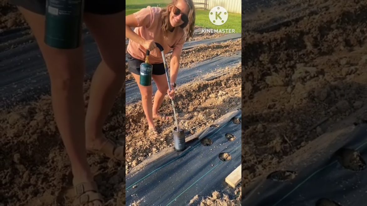 Great Tips For Home Garden Farmers /Agriculture Farming / ගෙවතු වගාව #homegarden #tips #farming