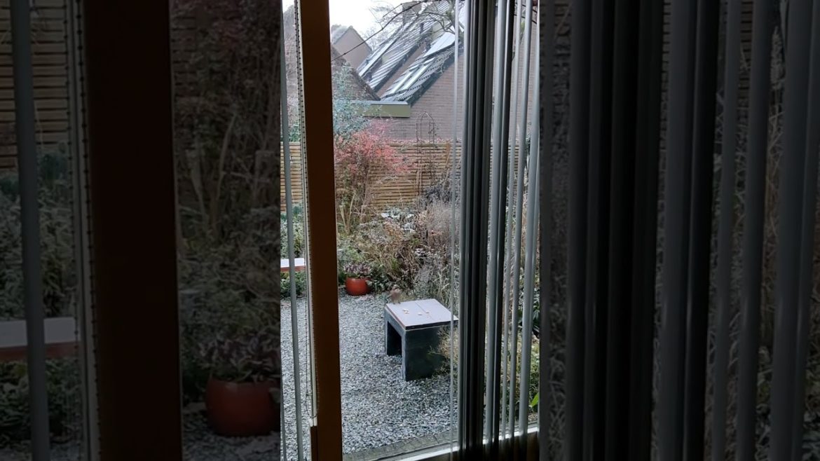 Jay in the garden @Orientalbackyardgarden , #shorts,#birds ,#gardenbirds