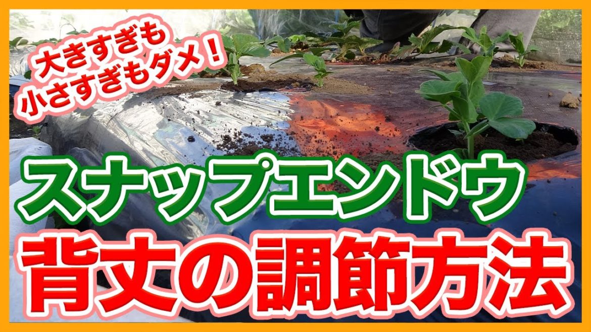 家庭菜園や農園のスナップエンドウ栽培で冬越しは大きすぎも小さすぎもダメ!えんどう豆の背丈を調整するコツ!/Tips for adjusting the height of snap peas. 家庭菜園や農園のスナップエンドウ栽培で冬越しは大きすぎも小さすぎもダメ!えんどう豆の背丈を調整するコツ!/Tips for adjusting the height of snap peas.