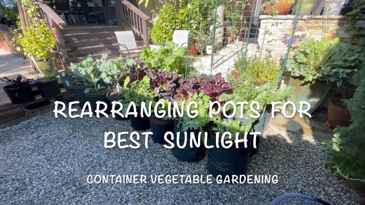 Rearranging Pots for Best Sunlight | Container Vegetable Gardening Rearranging Pots for Best Sunlight | Container Vegetable Gardening