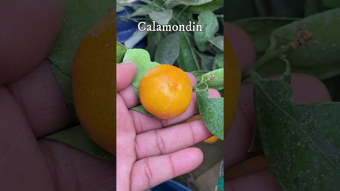 What's Growing in Containers 11.27.22