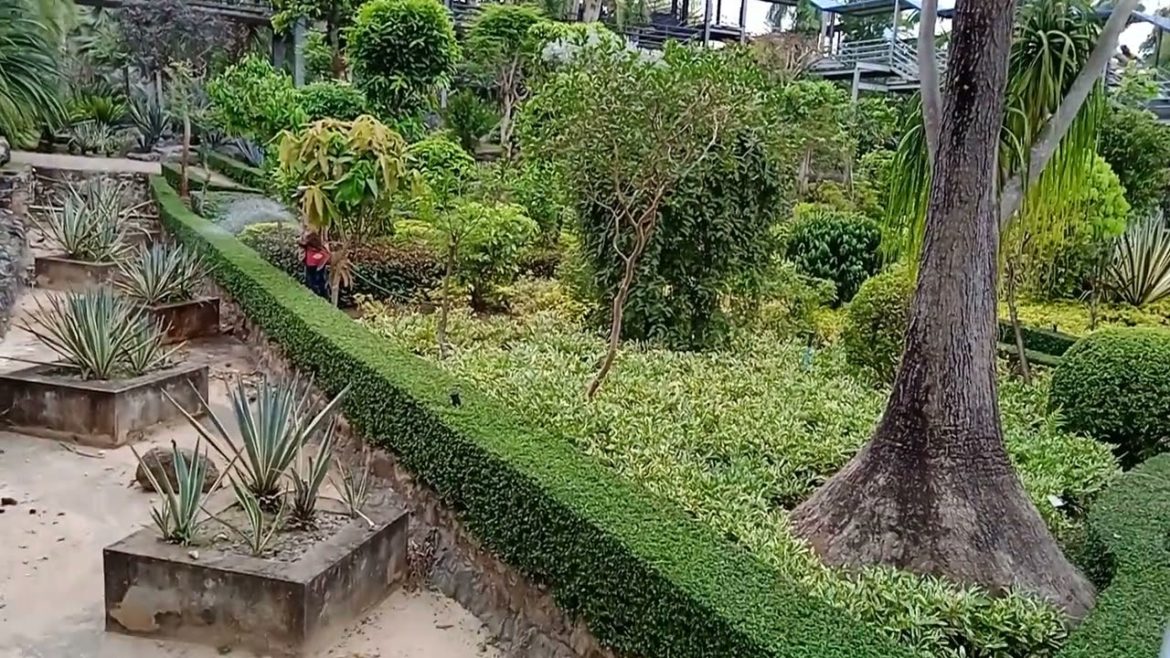 What a view | green completely|  NongNuch #Phuket  #garden #tips #gardening