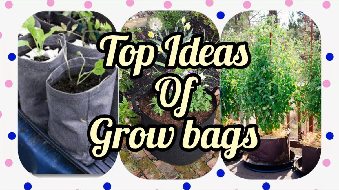 THINGS YOU SHOULD KNOW ABOUT GROWING BAG | Garden Aesthetic