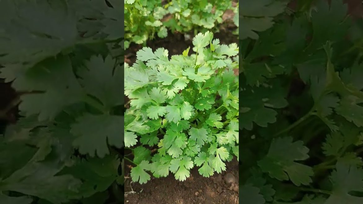Fresh Coriander In Our Farm With Bird Original Sound Satisfying Video #viral #satisfying #shorts Fresh Coriander In Our Farm With Bird Original Sound Satisfying Video #viral #satisfying #shorts