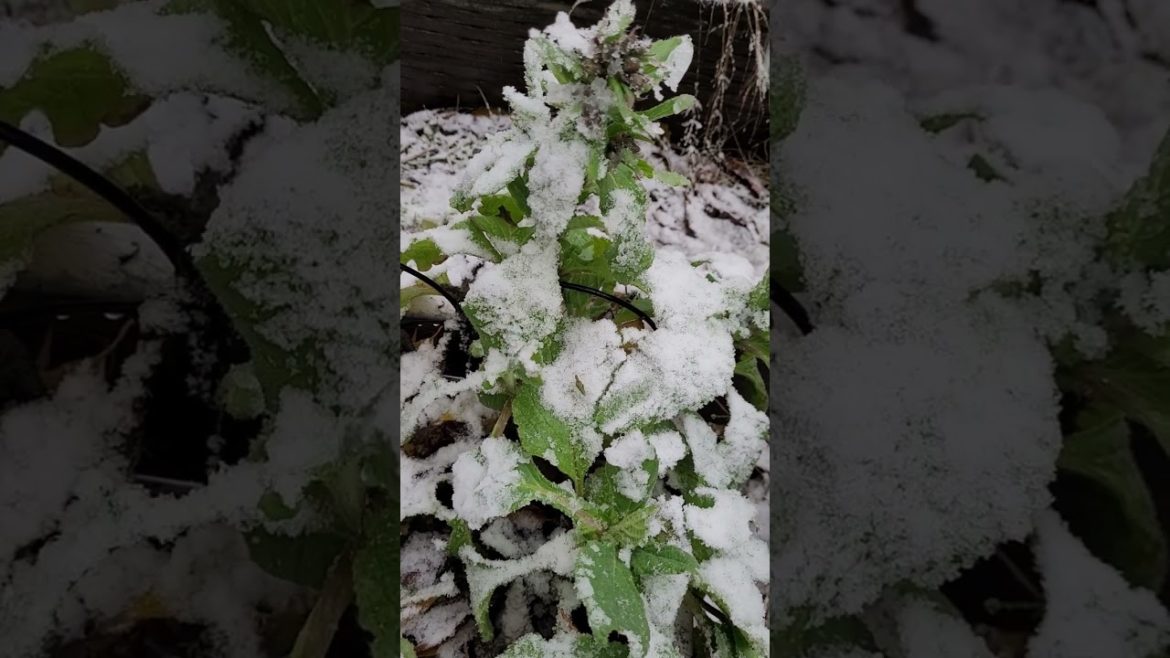 Best Pollinator Plant Surviving in the Snow! Plus edible flowers!!! @CryBabysSentimentalHomestead
