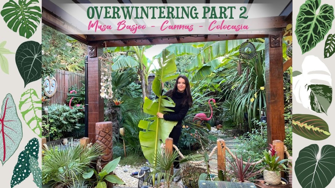 Cold Temperatures Are Here! โ๏ธ Time To Protect The Garden ๐ด๐บ Cold Temperatures Are Here! โ๏ธ Time To Protect The Garden ๐ด๐บ