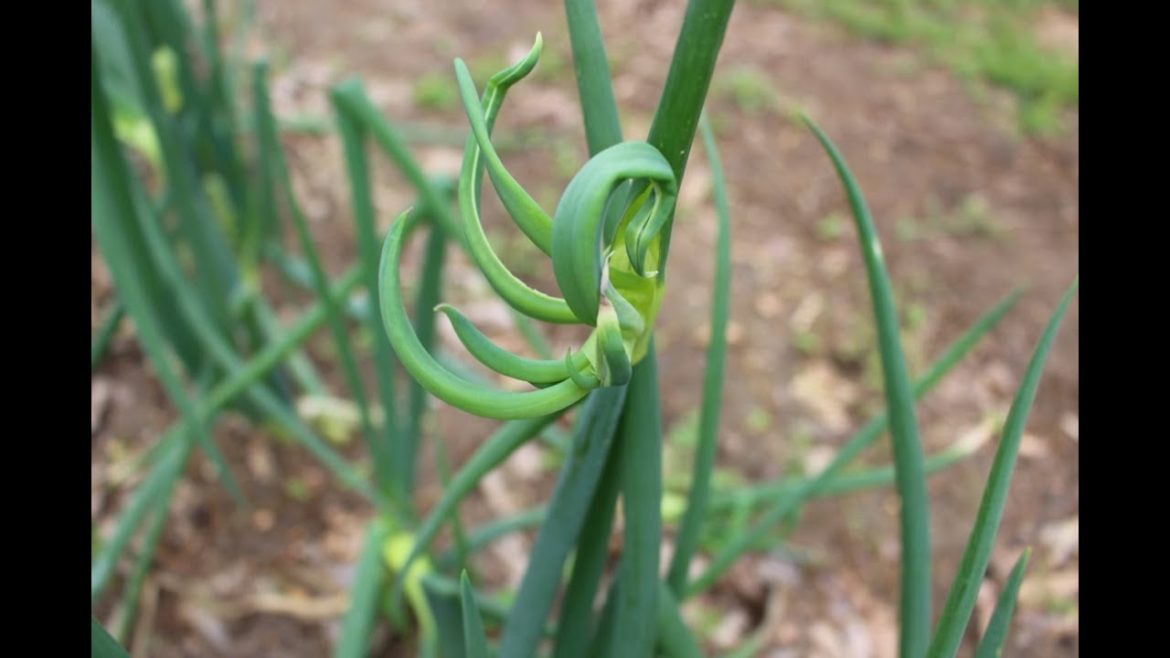 Egyptian Walking Onions ~~Container Garden ~~ Back to Eden Egyptian Walking Onions ~~Container Garden ~~ Back to Eden