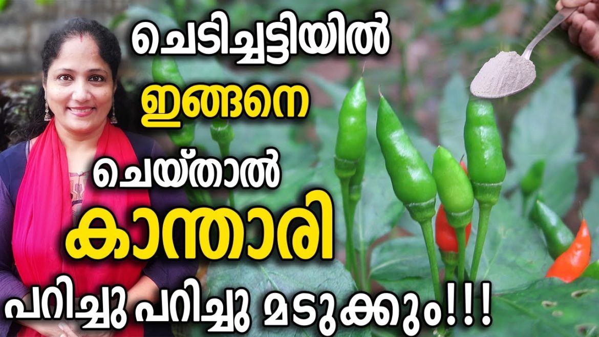 ചെടിച്ചട്ടിയിൽ കാന്താരി പറിച്ചു മടുക്കും!!!| Kanthari Chilli Farming in Container or Pot Malayalam ചെടിച്ചട്ടിയിൽ കാന്താരി പറിച്ചു മടുക്കും!!!| Kanthari Chilli Farming in Container or Pot Malayalam