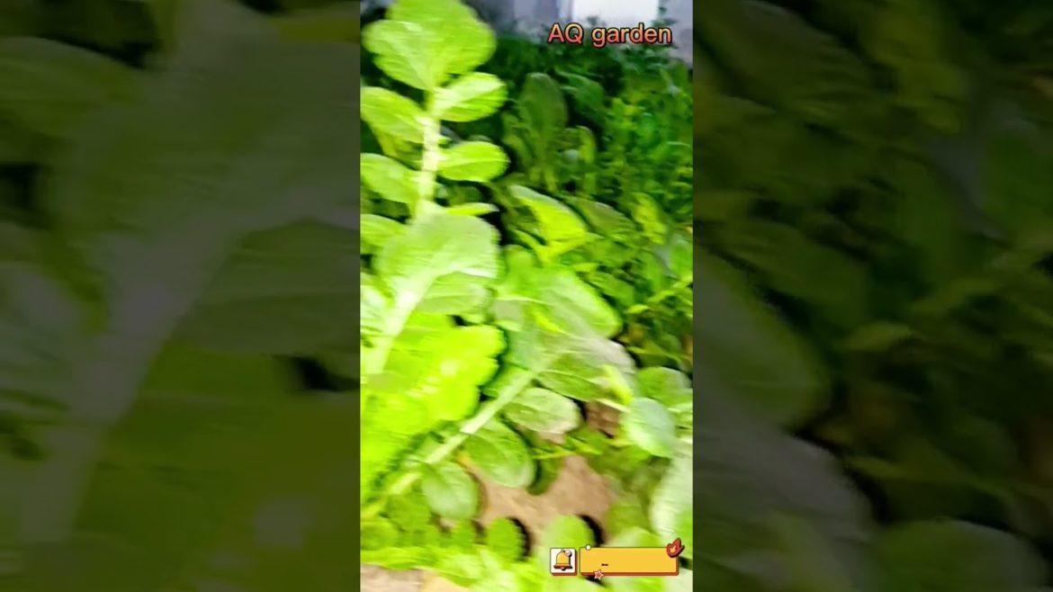 White Radish | Mooli #shorts #youtubeshorts #gardening White Radish | Mooli #shorts #youtubeshorts #gardening