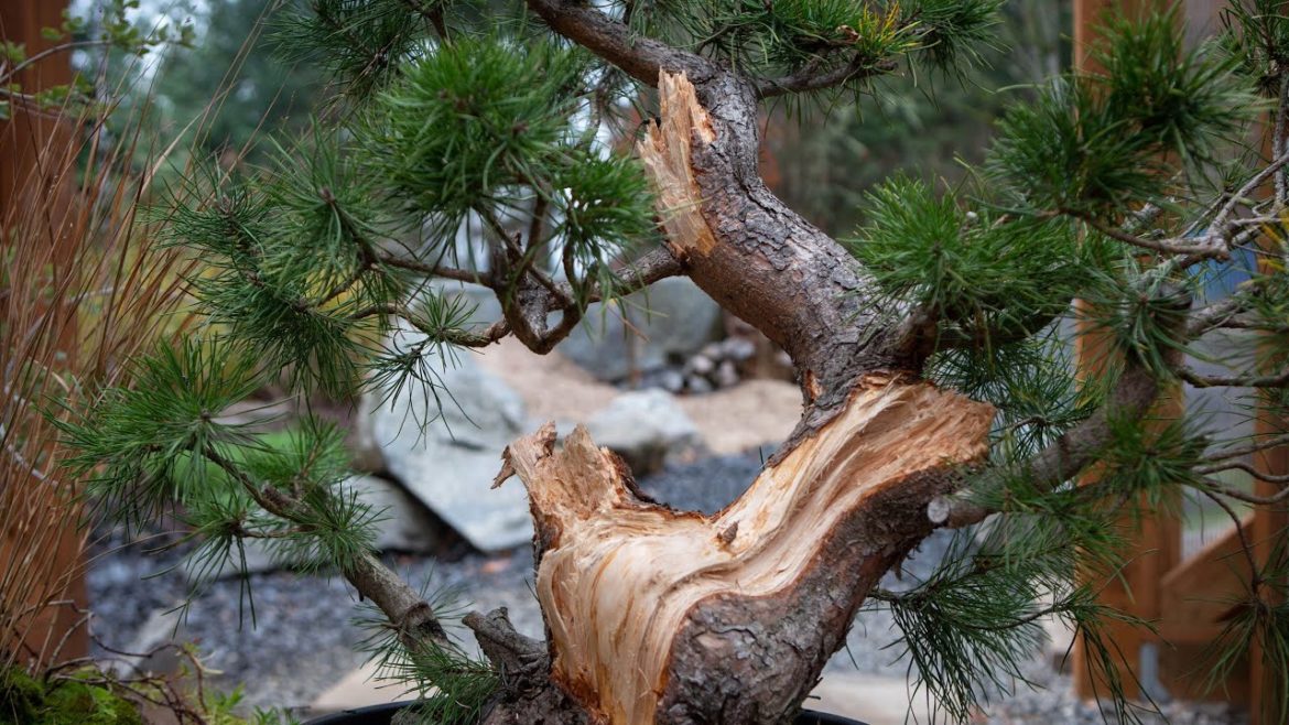 How to Create Deadwood on a Pine Bonsai Tree How to Create Deadwood on a Pine Bonsai Tree