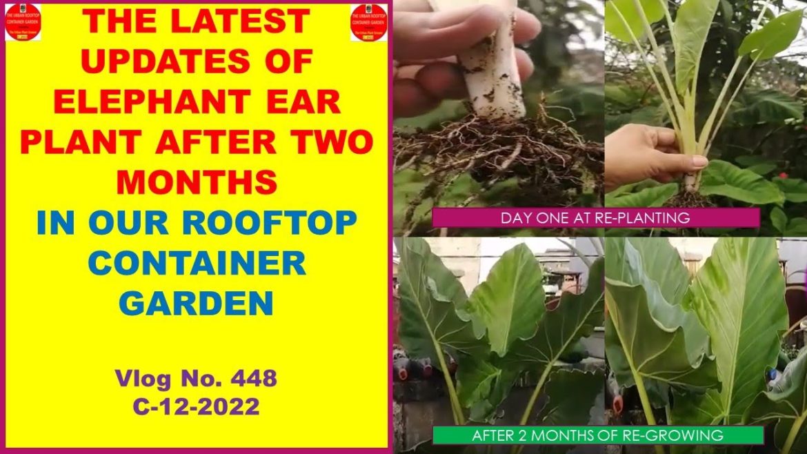 The Latest Updates of Elephant Ear Plant After 2 Months In Our Rooftop Container Garden