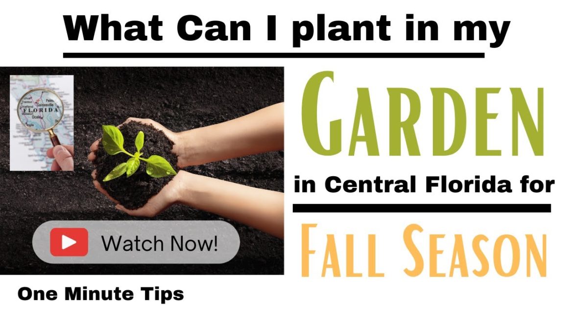 One Minute Tips – Garden – What can I Plant in my Garden in Central Florida for Fall Season! One Minute Tips - Garden - What can I Plant in my Garden in Central Florida for Fall Season!