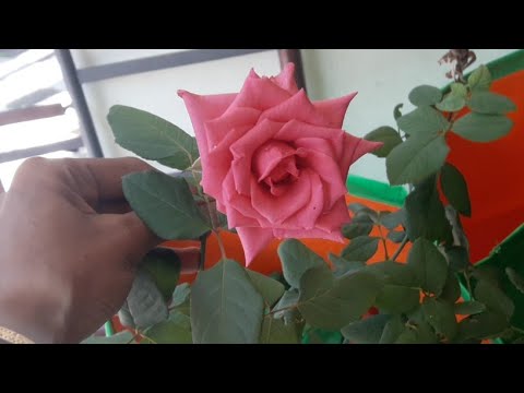 Live Garden Tips TOF Garden Things Available Live Garden Tips TOF Garden Things Available