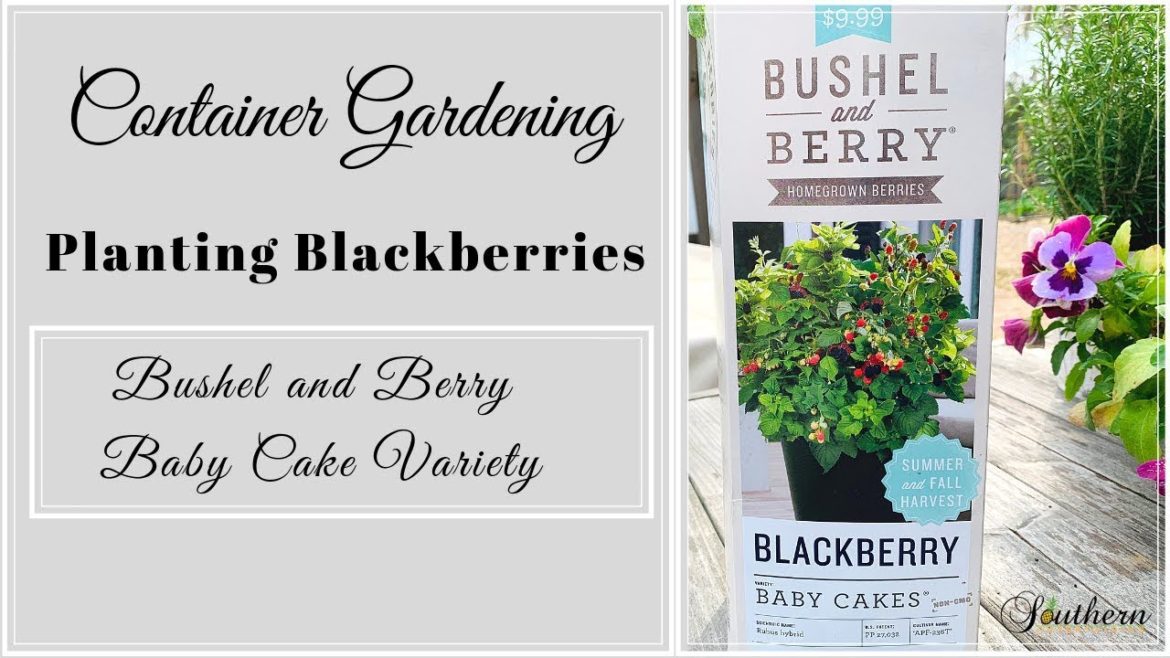 Planting Blackberries|Container Gardening|Bushel and Berries Baby Cakes Blackberries