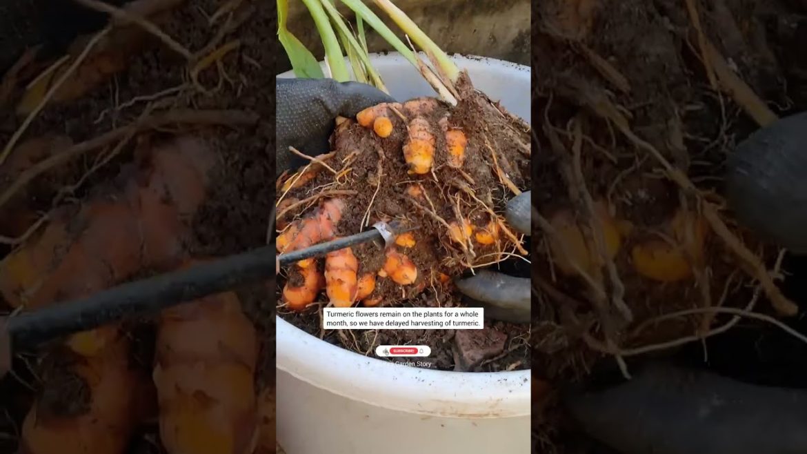 Organic Turmeric Harvest From Container Pot|हल्दी की हार्वस्टिंग|#ashasgardenstory#shorts