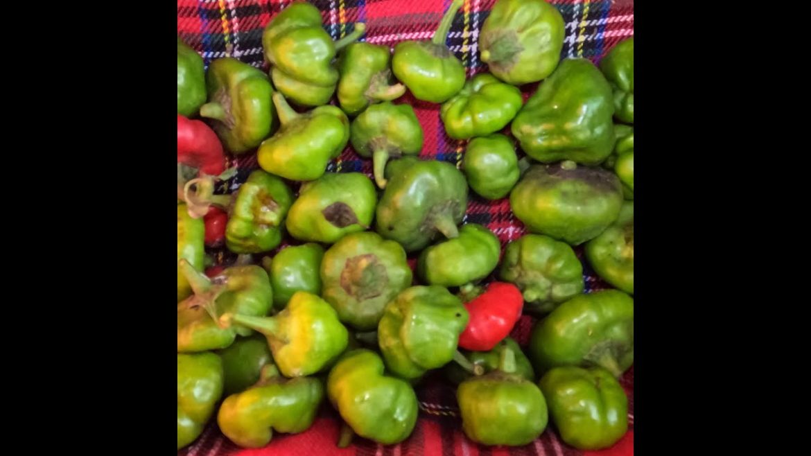 Hot to Make Ground Pepper From Scotch Bonnets Hot to Make Ground Pepper From Scotch Bonnets