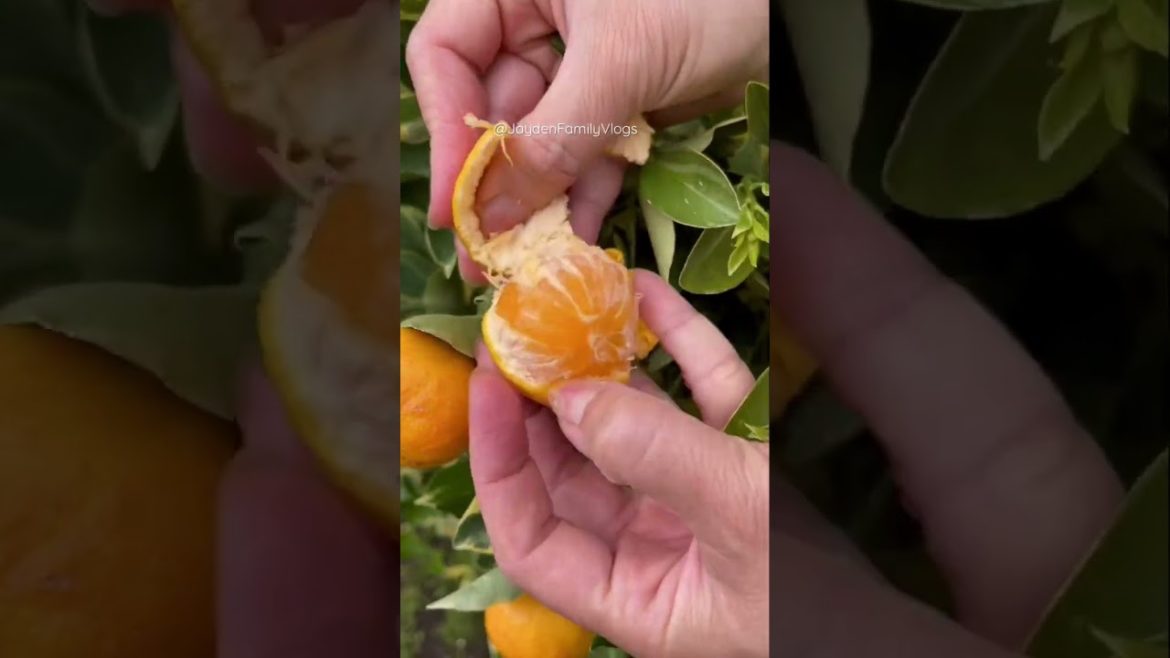 This is how I peeled Mandarin 🍊😋 #shorts #satisfying #fruitcutting #fruit #food #oddlysatisfying