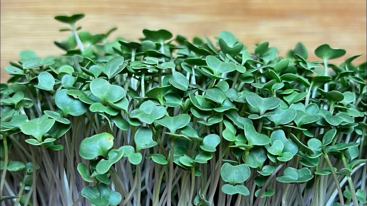 Gardening Basics | Beginner Tips on Starting Microgreens Gardening Basics | Beginner Tips on Starting Microgreens
