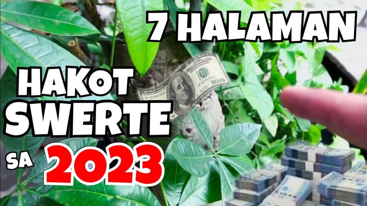 7 PLANTS THAT ARE LUCKY IN 2023 | ULTIMATE LUCKY PLANTS THAT YOU SHOULD HAVE 7 PLANTS THAT ARE LUCKY IN 2023 | ULTIMATE LUCKY PLANTS THAT YOU SHOULD HAVE